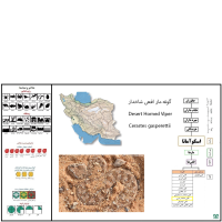 گونه مار افعی شاخدار عربی Desert Horned Viper